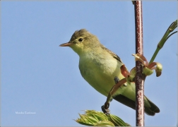 <p>SEDMIHLÁSEK HAJNÍ (Hippolais icterina) ---- /Icterine warbler - Gelbspötter/</p>